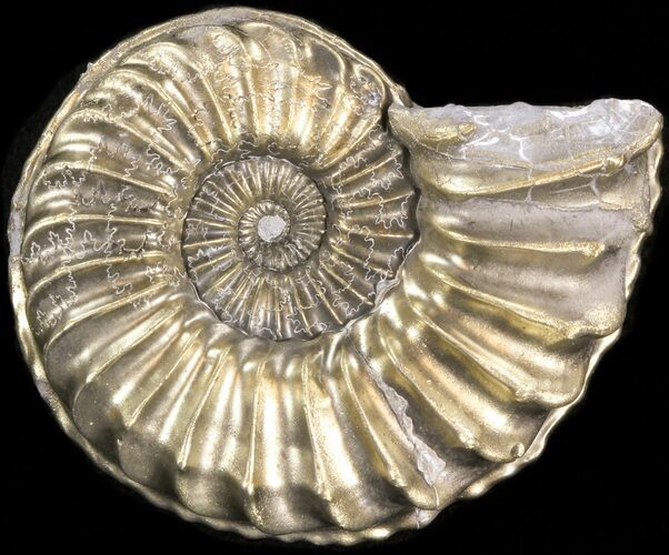 Pyritized Pleuroceras Ammonite - Germany #42736